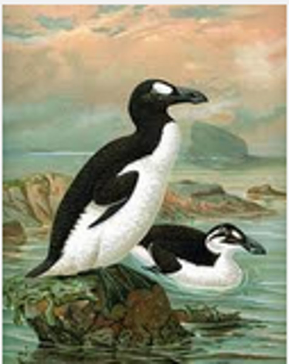 <p>extinct:</p><p>-Dodo</p><p>-Carolina Parakeet</p><p>-Passenger pigeon</p><p>-Great Auk</p><p>Invasive:</p><p>-house sparrow</p><p>-starlings</p>