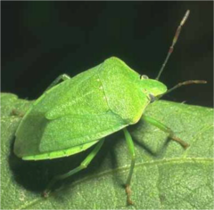 herbivores