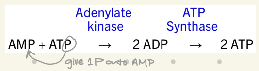 <ul><li><p>after entering cells from bloodstream, acyl chains are trapped to prevent diffusion back out by forming covalent thioester bond with CoA</p><ul><li><p>catalyzed by <strong>Acyl CoA Synthetase</strong></p></li><li><p>reversible reaction, uses <strong>ATP → AMP + PPi</strong></p></li><li><p>PPi hydrolysis makes this reaction favorable</p></li><li><p>to use AMP, it must be converted to ADP by <u>sacrificing a 2nd ATP</u></p></li></ul></li></ul><p>→ Fatty acid activation by CoA requires <strong>2ATP</strong> (1 for activation, 1 for ADP production) &amp; <strong>1H2O</strong> to hydrolyze PPi</p><p></p>