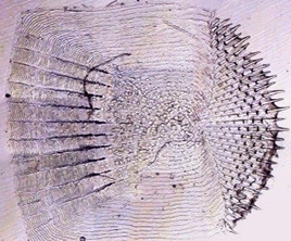 <p>What type of scale is in the picture?</p>