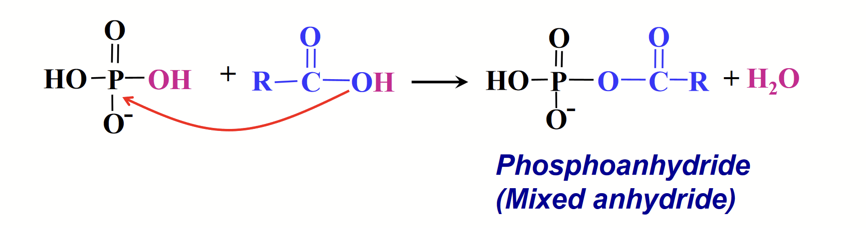 <p>Phosphoric acid can react with acids to form…</p><p>The P in phosphoric acid makes a really good electrophile. The O of the “OH” in carboxylic acids makes a really good nucleophile.</p>