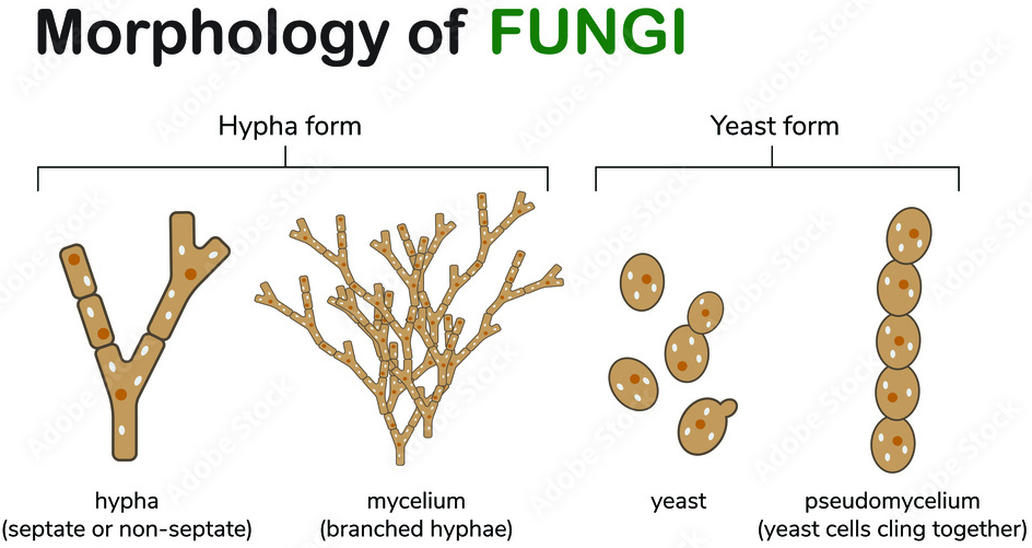 <p>Dimorphism is the ability of fungi to exist as: </p><ul><li><p>Y-form <strong><mark data-color="purple" style="background-color: purple; color: inherit">(yeast, unicellular)</mark></strong> </p></li></ul><p>                            or </p><ul><li><p>M-form <strong><mark data-color="purple" style="background-color: purple; color: inherit">(mycelium, multicellular)</mark></strong></p></li></ul><p><em>Influencing their potential to cause disease.</em></p>