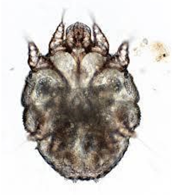 <p>What is Sarcoptes scabiei responsible for?</p>