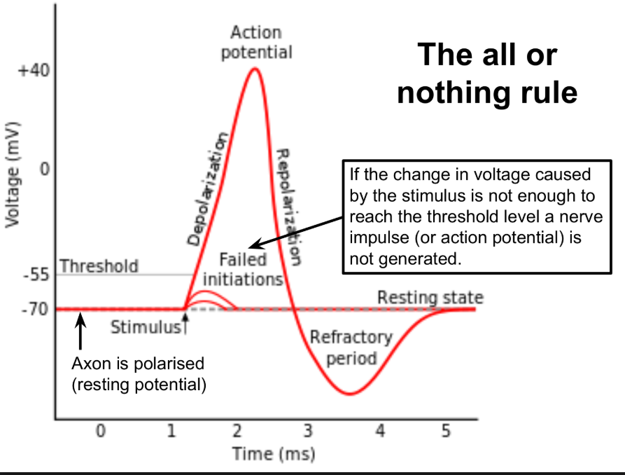 action potential graph