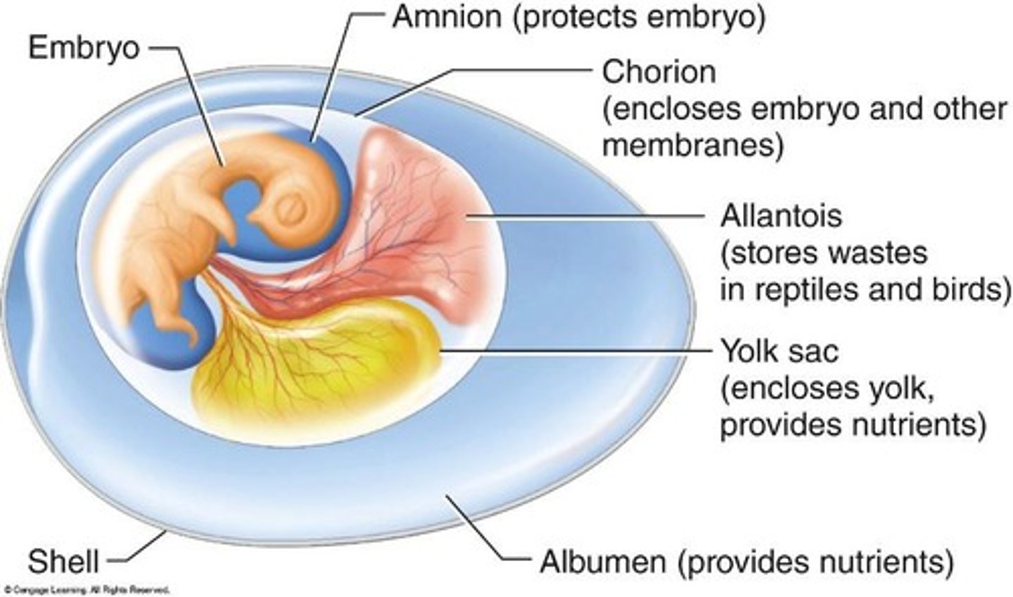 <p>An egg that is adapted for life on land, allowing for the development of embryos in a protective environment.</p>