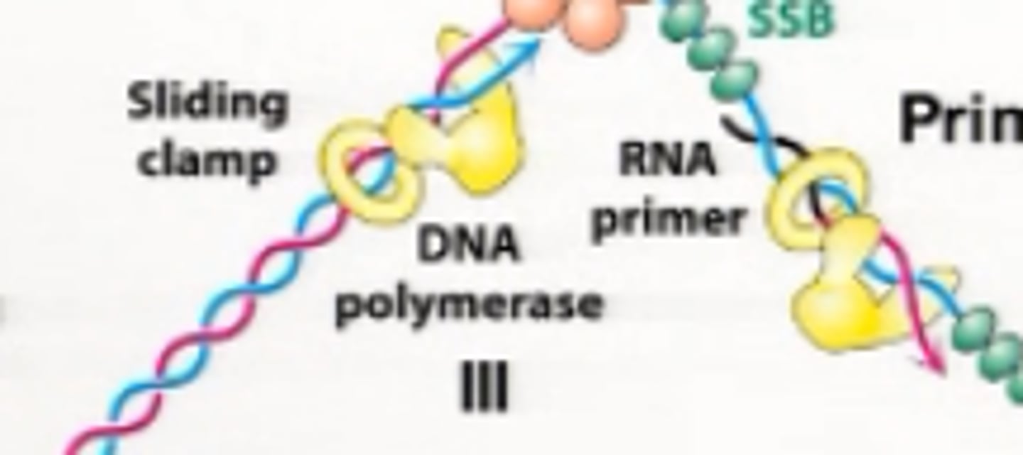 <p>How many nucleotides are incorporated into the daughter strand without polymerase falling off.</p>