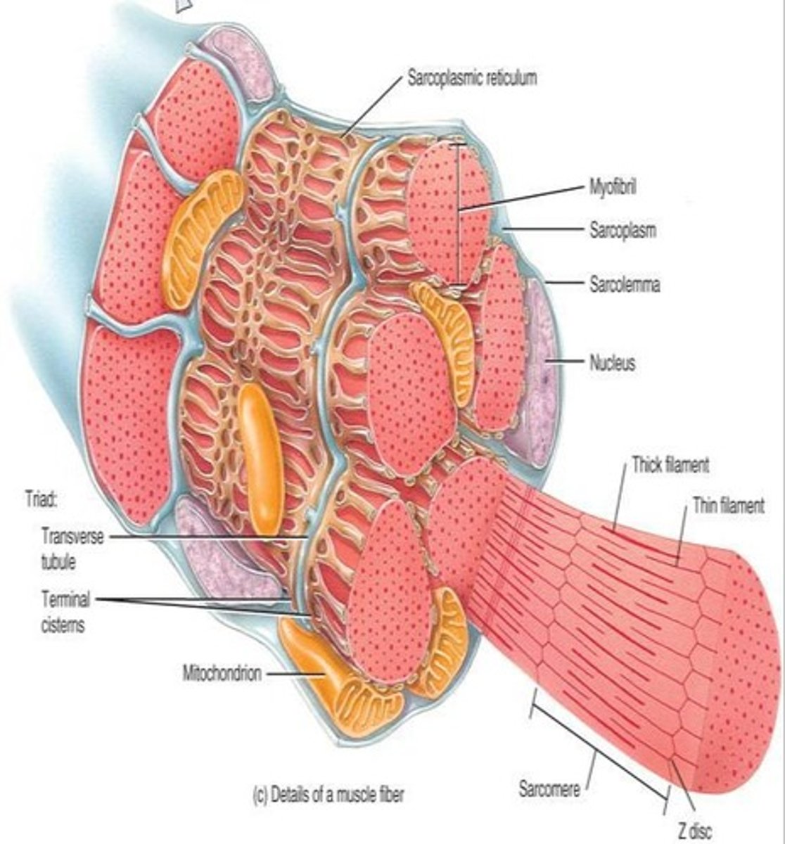 <p>Smooth endoplasmic reticulum in muscle fibers for calcium storage.</p>