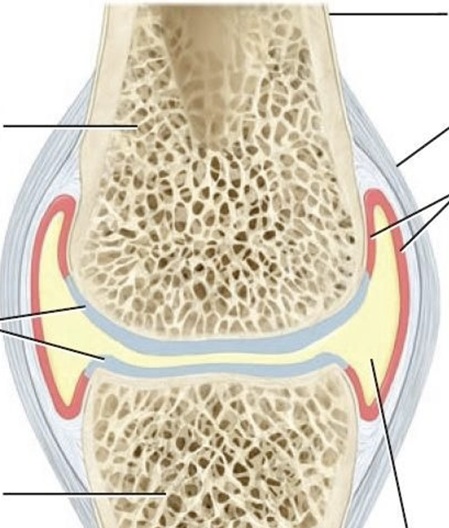 <p>label the 4 joints and 2 bones</p>