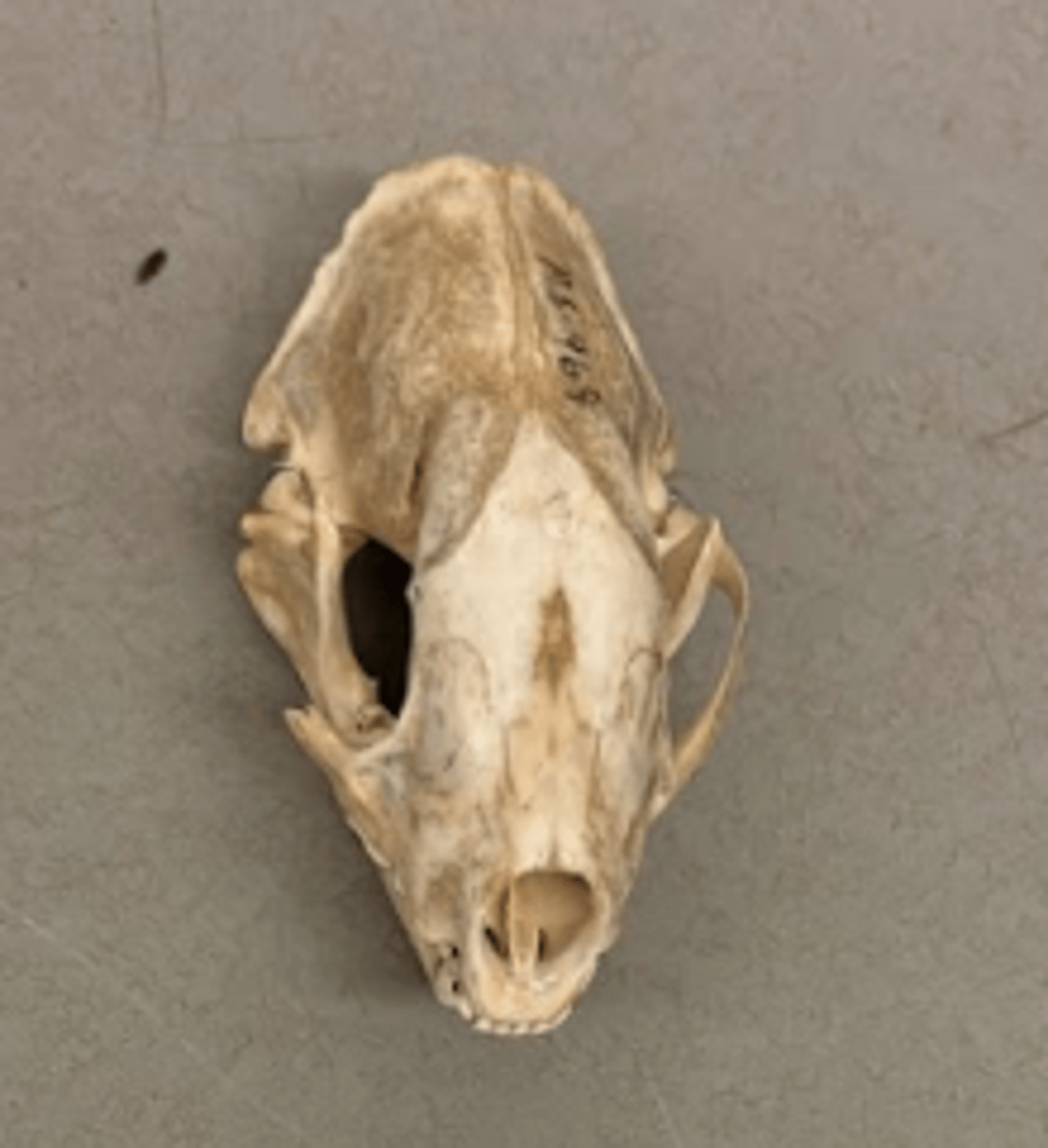 <p>What is this specimen?</p>