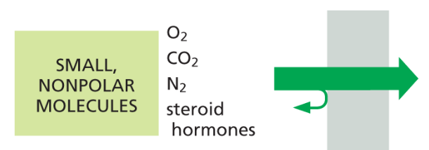 <p>Small, nonpolar molecules can diffuse</p>