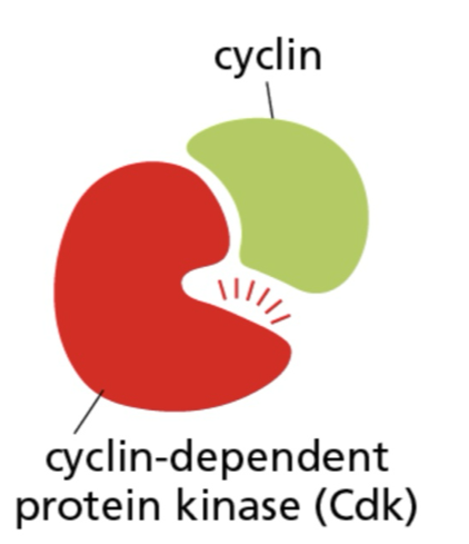 <ul><li><p>protein kinases that are present in proliferating cells throughout the cell cycle </p></li></ul><p></p>