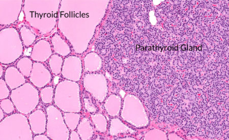 <ul><li><p>Effects metabolic rate</p></li></ul><p></p>