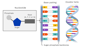 <p>building blocks of DNA -&gt; phosphate group bound to deoxyribose sugar and nitrogen bases -&gt;<span><strong> Adenine, Thymine, Guanine or Cytosine</strong></span>. Bases are bonded as<span><strong> C-G or A-T.</strong></span> The directional strands of DNA run <span><strong>antiparallel to each other from 3' to 5' and 5' to 3'.</strong></span></p>