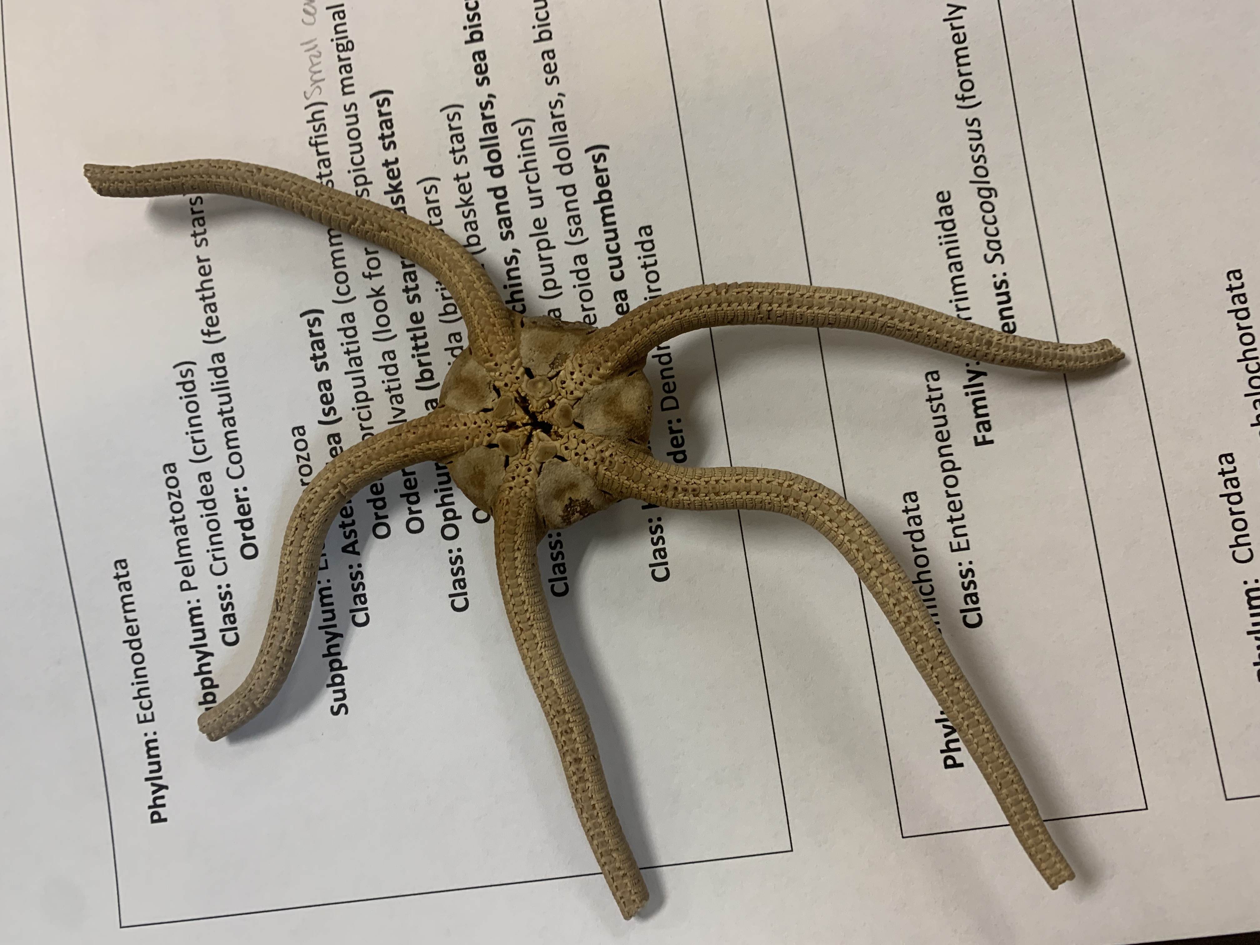 Phylum