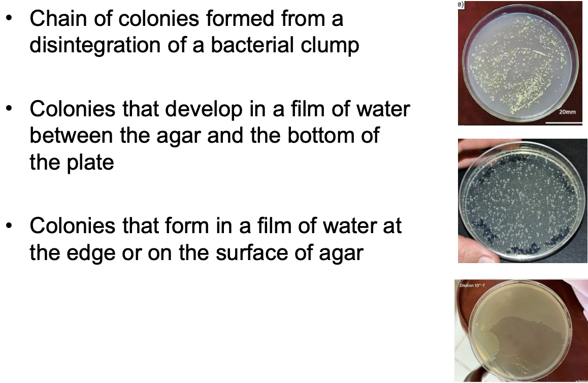 <ul><li><p>Chain of colonies formed from <strong>disintegration of bacterial clump</strong></p></li><li><p>Colonies formed in<strong> film of water between agar and bottom of plate</strong></p></li><li><p>Colonies formed in<strong> film of water on the edge or at the surface of agar</strong></p></li></ul><p></p>