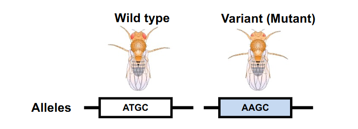 <p>Wild Types vs Variants</p>