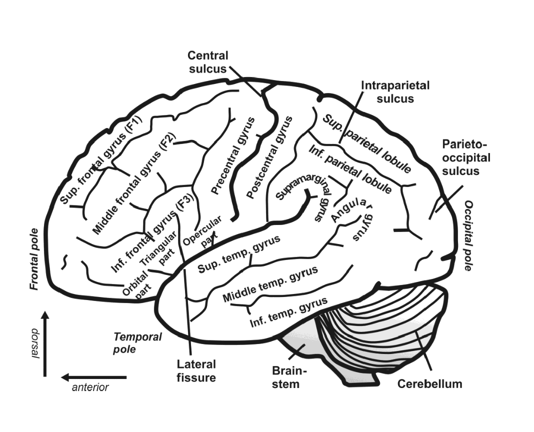   	 		 		 	 	 		

*Superior frontal gryus (F1), middle frontal gyurs (F2), inferior frontal gyrus (F3)* 

 	 