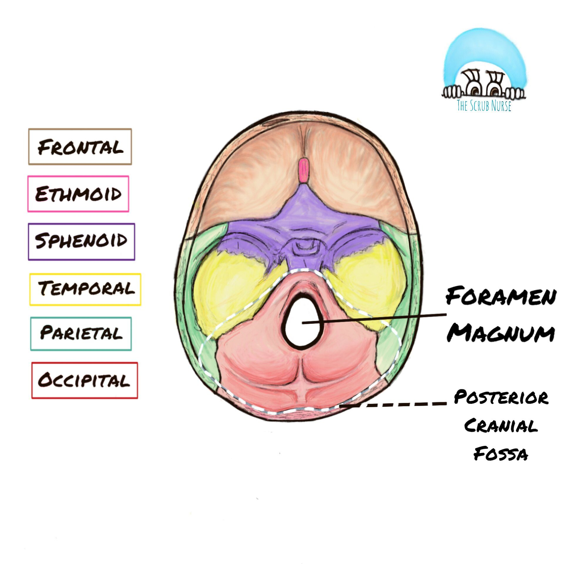 knowt flashcard image