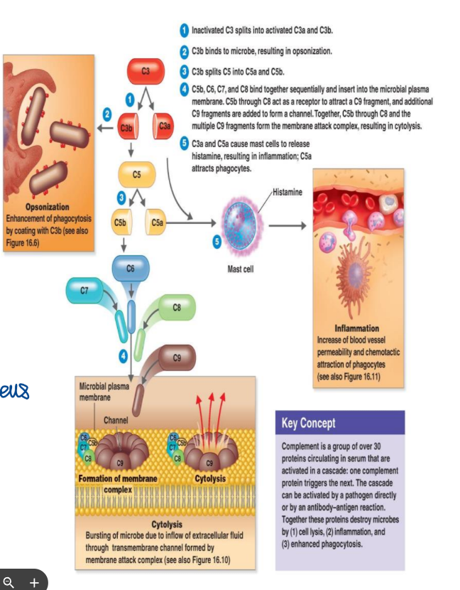 <ul><li><p>composed of <span style="font-size: medium">∼30 proteins that circulate in the blood </span></p></li><li><p><span style="font-size: medium">they work together as a cascade </span></p><ul><li><p>the action of one protein triggers the action of the next</p></li></ul></li><li><p>complement can be triggered by surface molecules of invading microbes</p><ul><li><p>ex. lipopolysaccharide (LPS)</p><ul><li><p>factor on certain bacterial cells</p></li></ul></li></ul></li></ul><p></p>