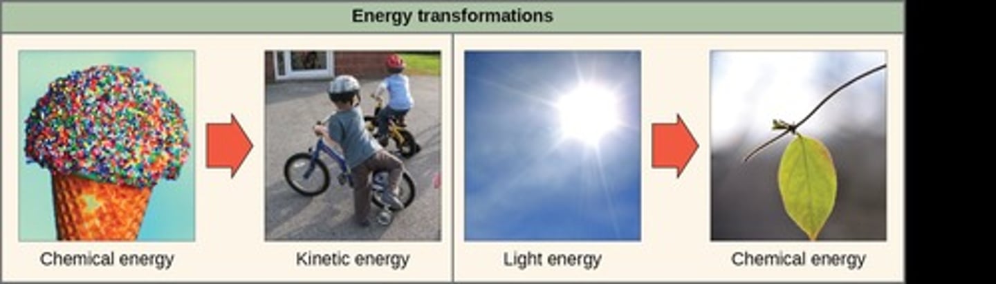 <p>Process converting sunlight into chemical energy.</p>