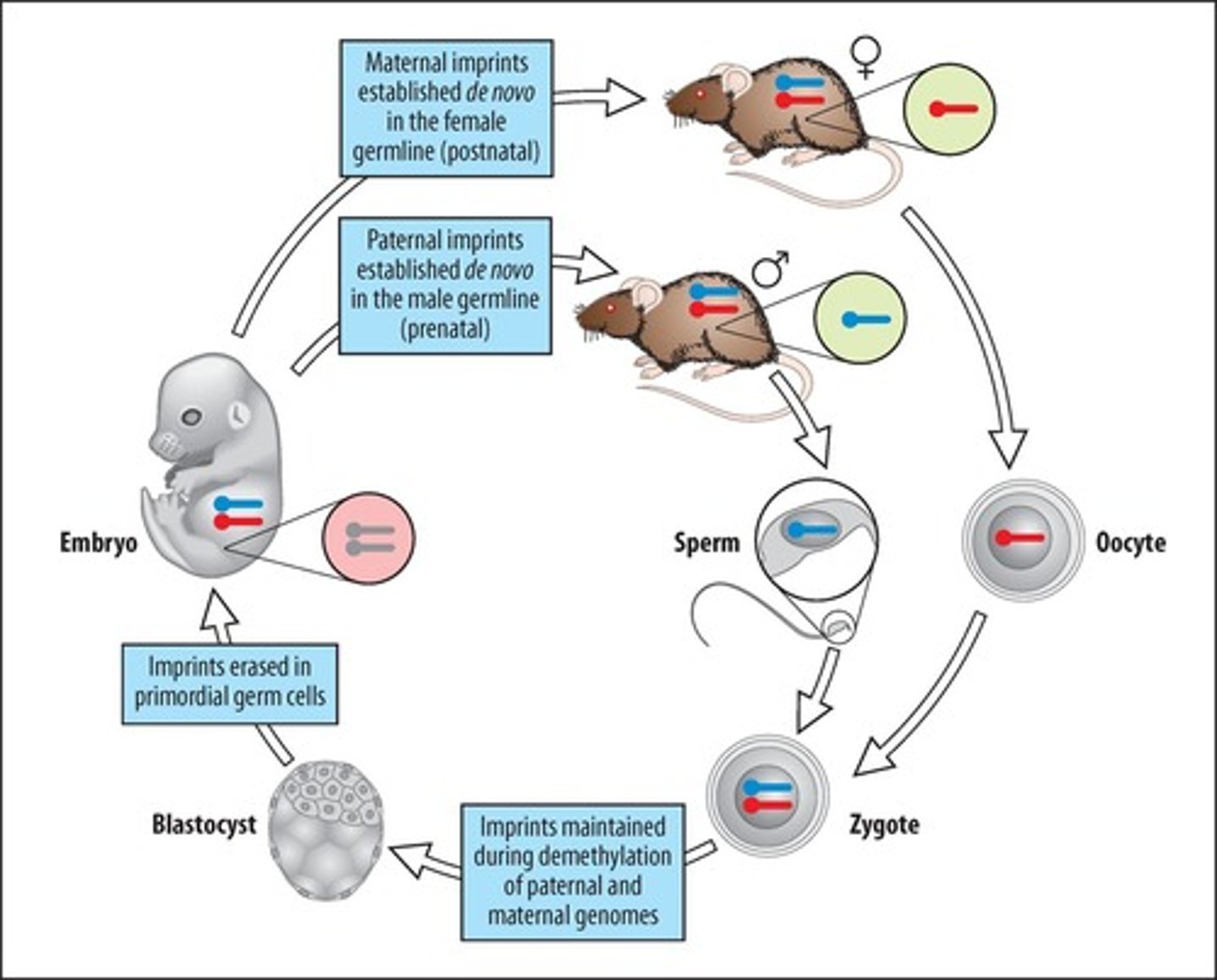 <p>Heritable epigenetic control of gene expression.</p>