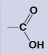 <p>-COOH</p><p>hydrophillic, highly polar, acidic, strong hydrogen bonds, donates protons</p><p>Carboxylic acids (organic acids)</p>