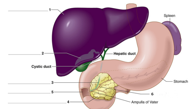 <p>Find the gallbladder</p>