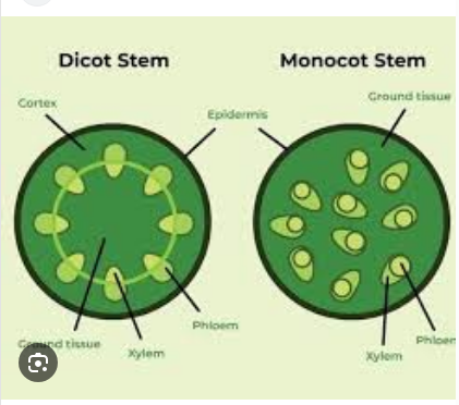 <ul><li><p class="ds-markdown-paragraph"><strong><span>Monocots:</span></strong> <strong><span>Parallel veins</span></strong><span> (veins run in parallel lines along the leaf length).</span></p></li><li><p class="ds-markdown-paragraph"><strong><span>Eudicots:</span></strong> <strong><span>Branching (reticulate) veins</span></strong><span> (veins form a branched, net-like pattern).</span></p></li></ul><p></p>