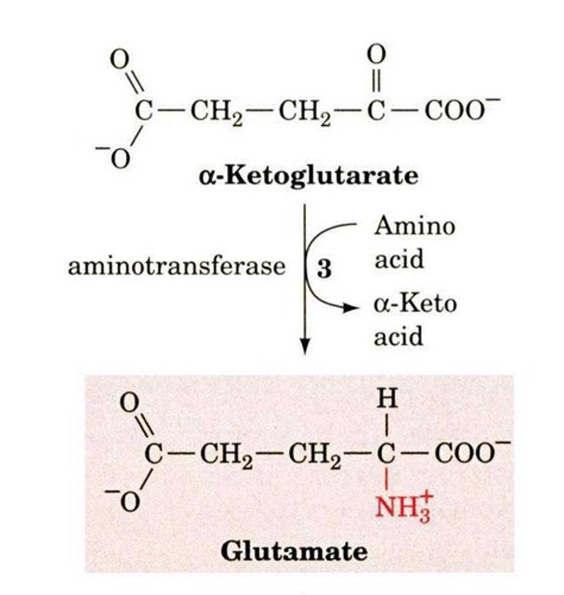 <p>α-ketoglutarate acts as a recipient of amine groups during amino acid catabolism, forming glutamate.</p>