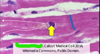 <p>Cardiac </p>