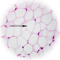 Cell that stores fat