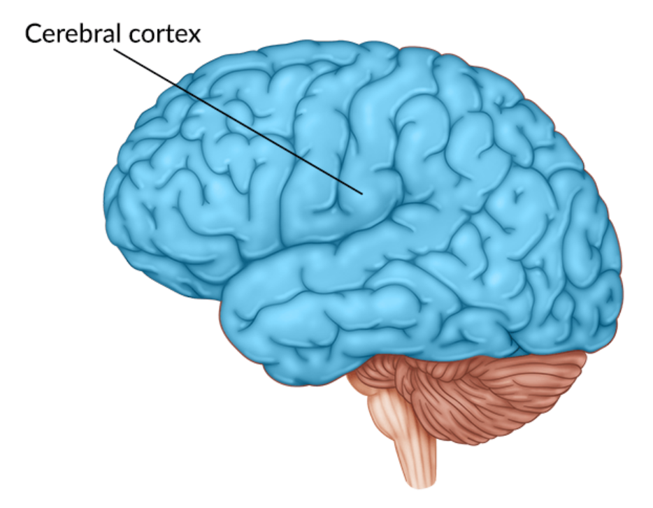 body’s ultimate control and info processing center, made up of interconnected neural cells (104)
