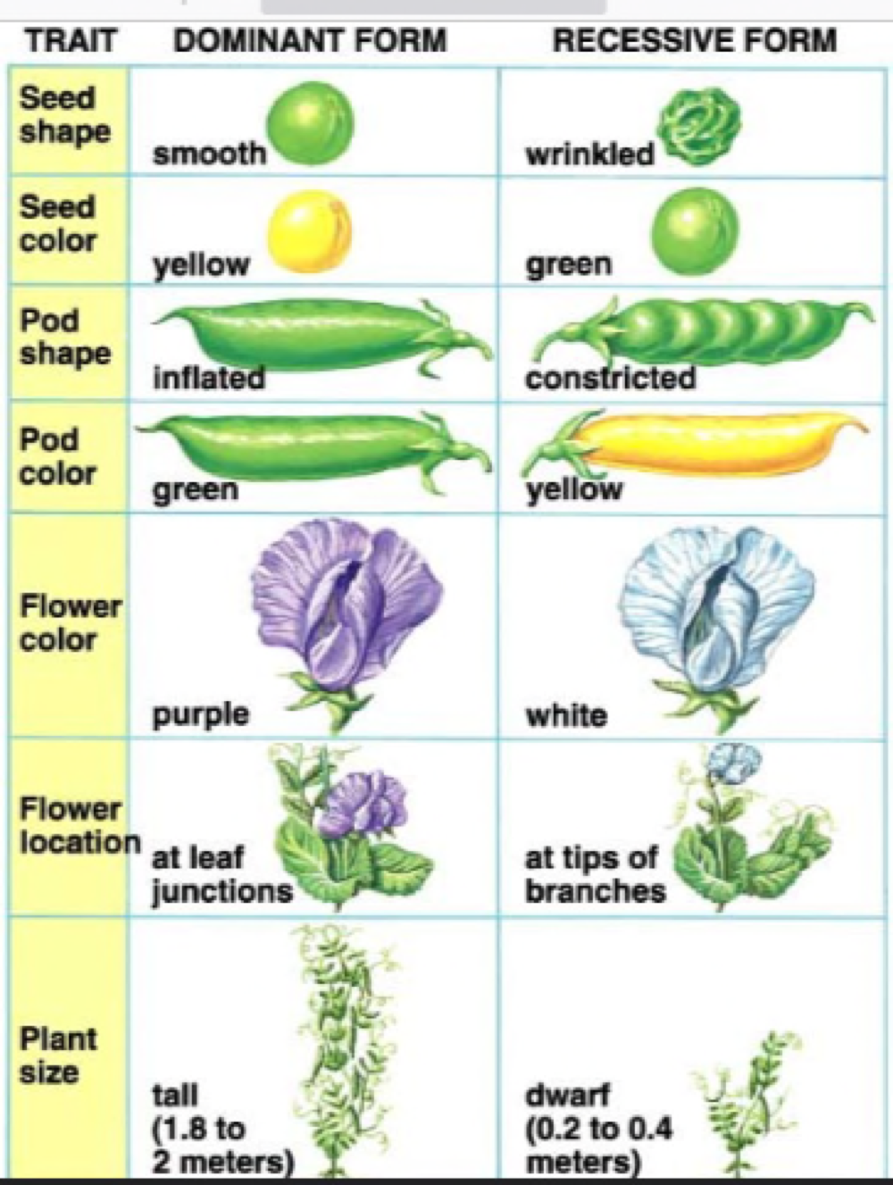 Studied 7 non-linked traits of garden pea plants 