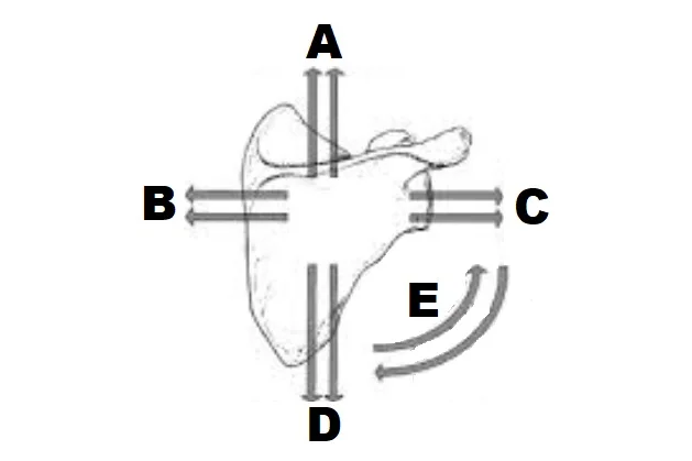 <p>what are the two agonist muscles of shoulder adduction / retraction, “B”?</p>