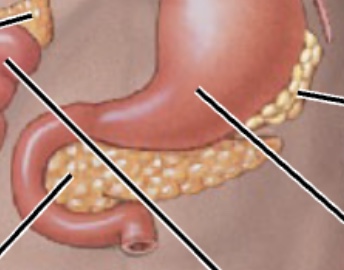 <p>functions as both exocrine &amp; endocrine gland</p><p>endocrine - relies on bloodstream to move hormones made by the pancreas</p><p>exocrine - relies on ducts within pancreas to move its products, mainly digestive enzymes</p><p>head of pancreas is tucked into the U shaped curve of the duodenum of small intestine</p>