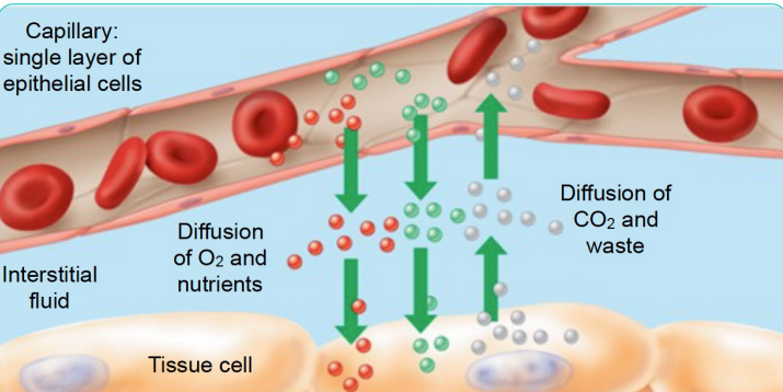 <p>The capillary wall is thin to allow for exchange of necessary materials (e.g., O2 and CO2), but not blood cells. </p><p>o Blood pressure also causes fluid to leave the capillary and enter the extracellular space</p>