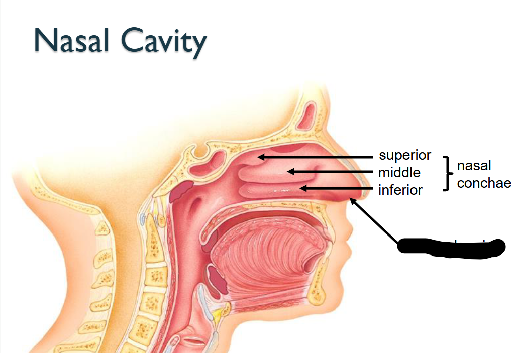 <p>What structure is this within the<strong> Nasal Cavity?</strong></p>