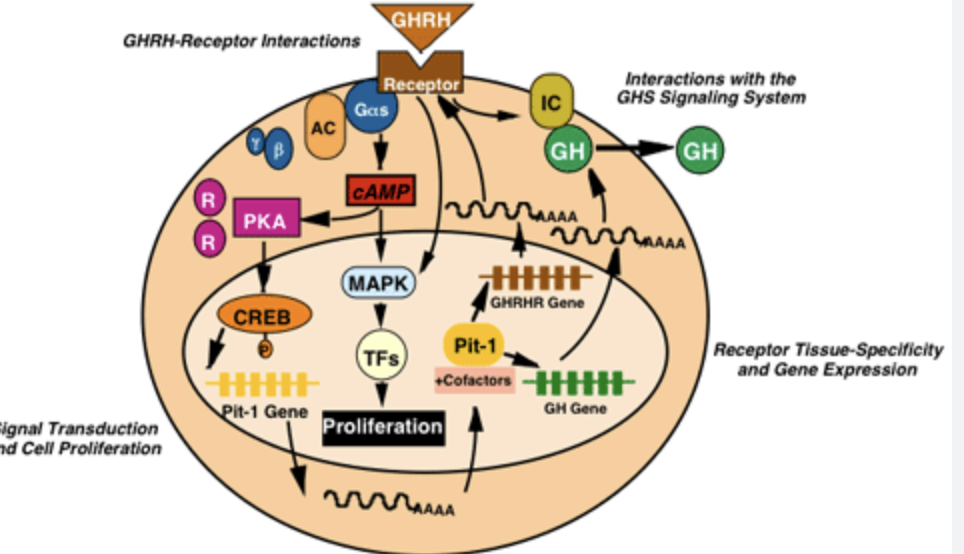 <ul><li><p>GHRH binds to GHRHR (receptor)</p></li><li><p>GPCR receptors</p></li><li><p>Enabled GH release (Ca++ based mechanism)</p></li><li><p>Increases expression of GH</p></li><li><p>Increases expression of GHRHR</p></li><li><p>Increases expression of GH</p></li><li><p>Increase expression of Pit-1 (homeobox i.e. transcription factor for differentiating cells into somatotropins)</p></li></ul><p></p>