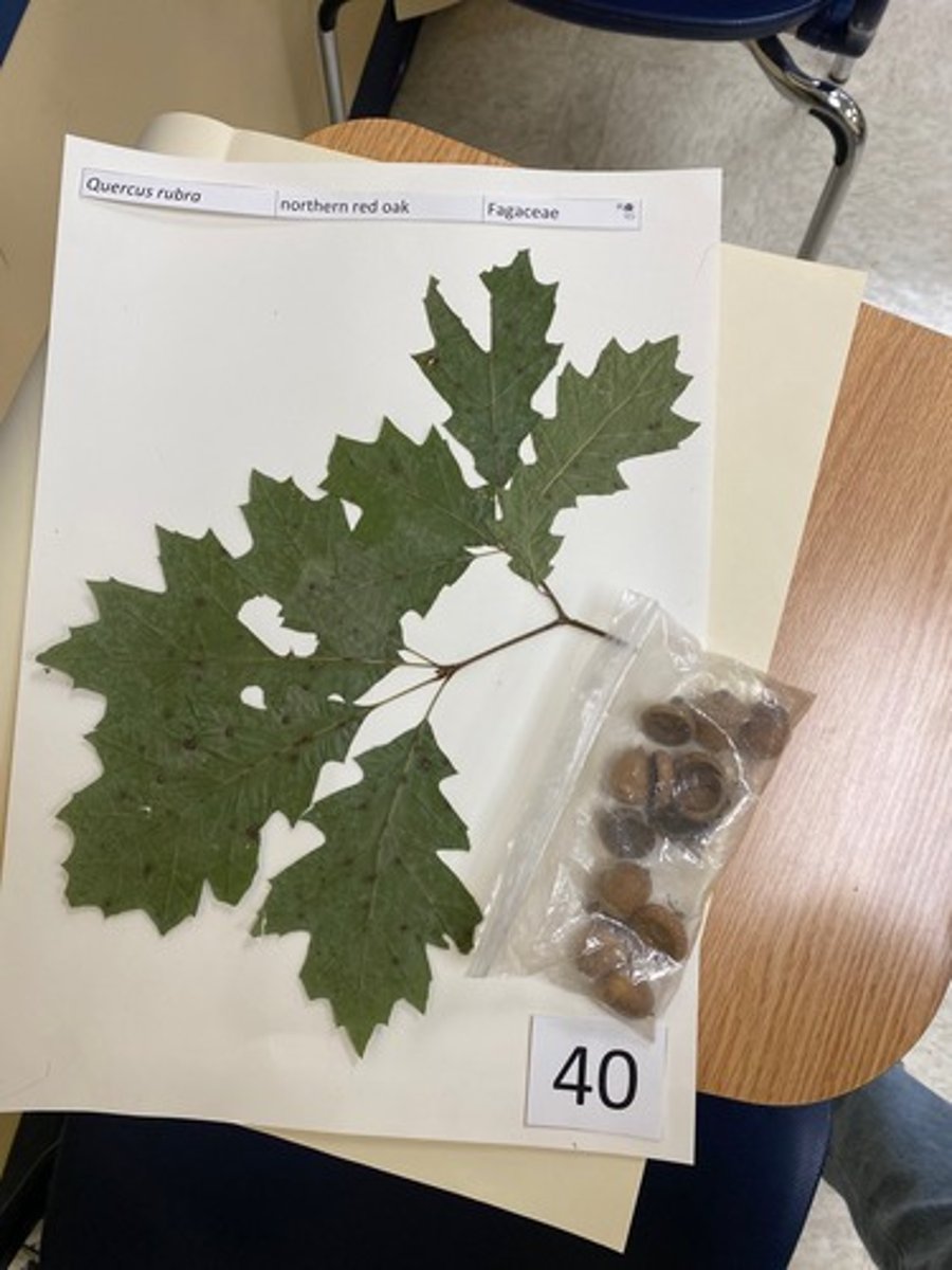 <p>Quercus rubra (Fagaceae)</p>