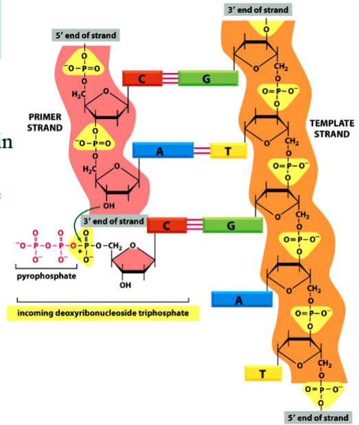 <p>the bond between different nucleotides in a nucleic acid (between bases in DNA)</p><p>requires energy to be formed</p>