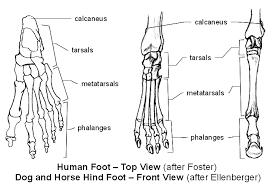 <p>Phalanges</p>