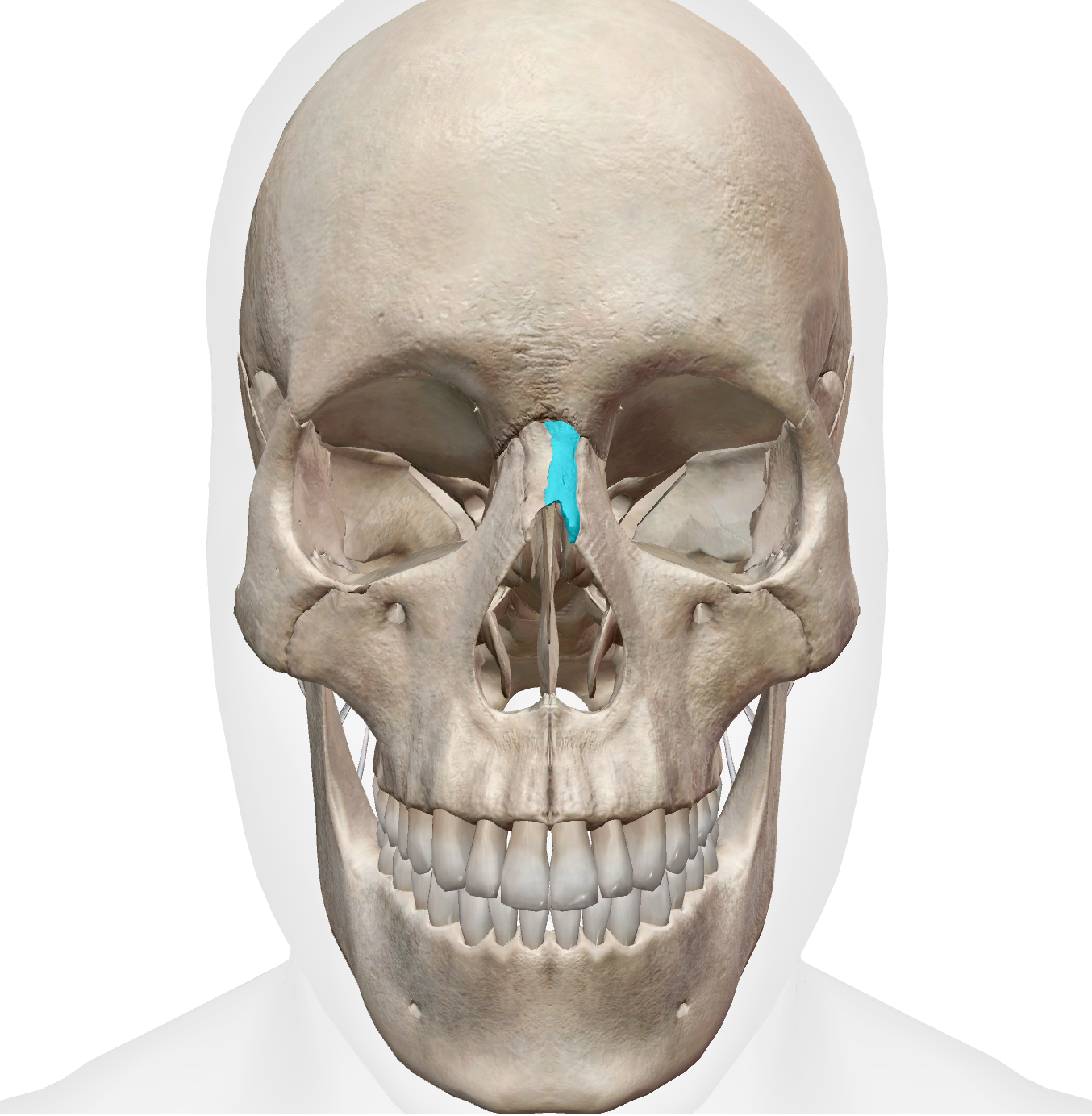 <p>makes the bridge of the nose </p><p>(singular!) </p>