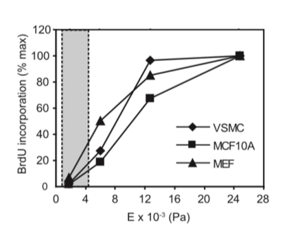<p>cells grow faster on stiffer substrates </p>