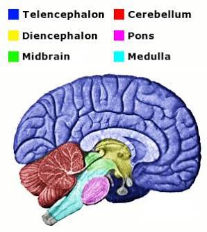 <p>Medulla </p>