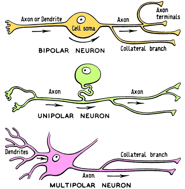 <ul><li><p>Multipolar-Most Common </p></li><li><p>Unipolar-Sensory Receptors</p></li><li><p>Bipolar-Retina of the Eye</p></li></ul>