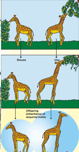 <ul><li><p>Jean Lamarck (early 1800s)</p></li><li><p>he was WRONG</p></li><li><p>organisms have innate tendency toward complexity and perfection</p></li><li><p>if the organism uses an organ it grows, if it doesnt the organ gets smaller</p></li><li><p>organisms pass this trait to their offspring</p></li></ul><p></p>