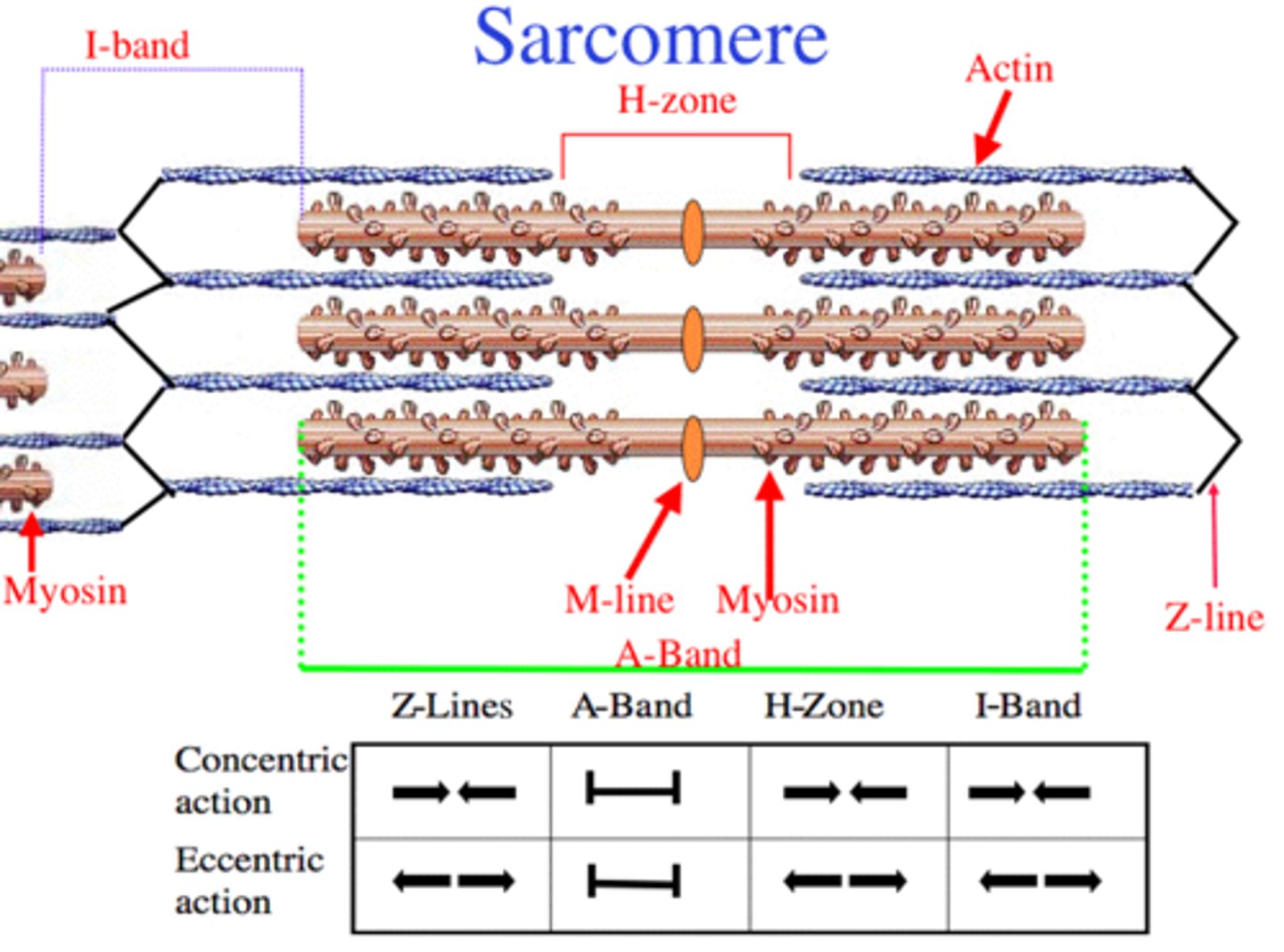 <p>actin myosin</p>