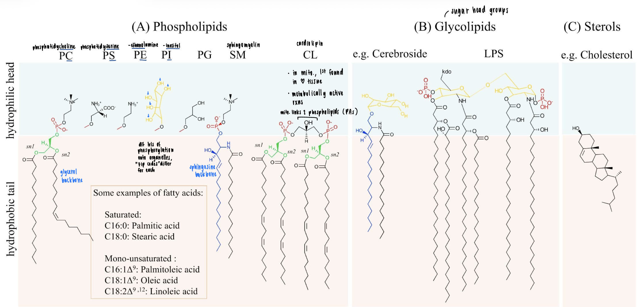 <p>three groups: phosholipids (phospholipid head group), glycolipids (sugar heads), sterols (cholesterol</p><p>know the names and general features</p>