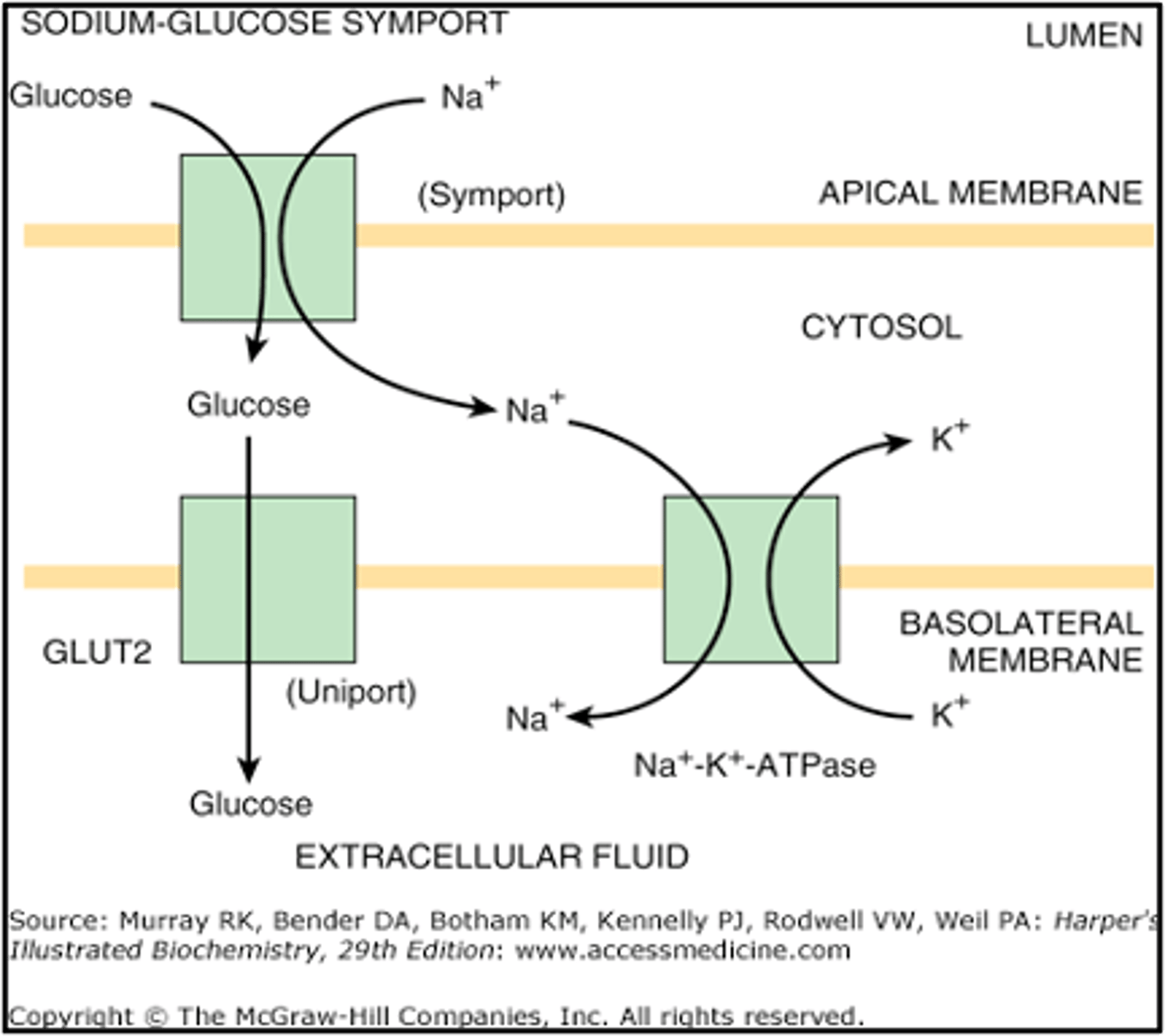 <p>When sodium ions pass through the transporter, energy is released. This energy is enough to move glucose across the membrane against the concentration gradient</p>
