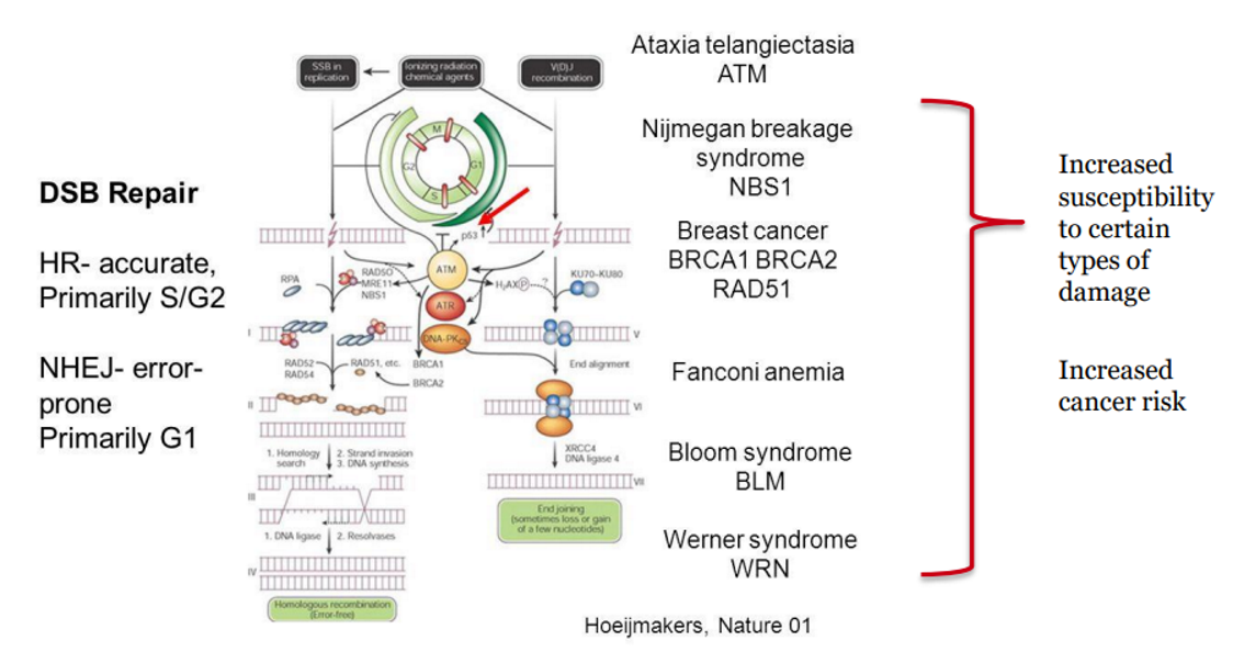<ul><li><p><strong>Xeroderma pigmentosum</strong> → NER defect → XP gene defect → extreme UV sensitivity → reduced capacity to repair UV damage (pyrimidine dimers) → increased risk UV-induced skin cancers</p></li><li><p><strong>Lynch syndrome (HNPCC)</strong> → MMR defect → MutS/L gene prone mutation → ↓ DNA repair → ↑ mutation rate → ↑ risk of additional “hits” →colorectal &amp; uterine cancers</p></li></ul><p></p>